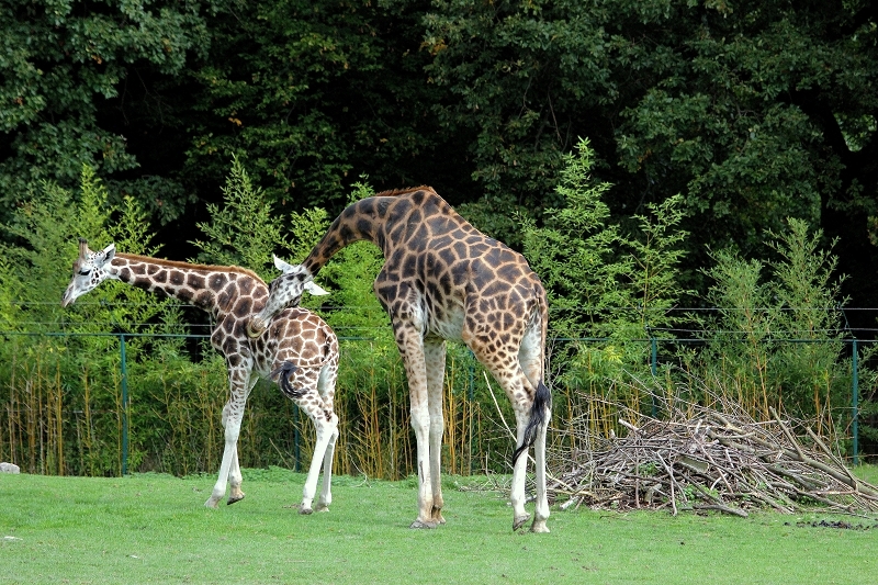 Rothschild Giraffe Opel Zoo Kronberg 2014