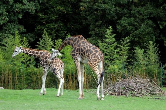 Rothschild Giraffe Opel Zoo Kronberg 2014