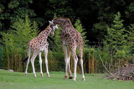 Rothschild Giraffe Opel Zoo Kronberg 2014