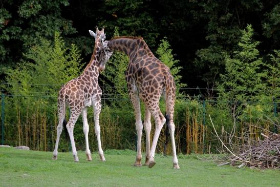 Rothschild Giraffe Opel Zoo Kronberg 2014