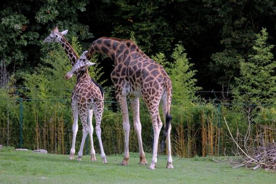 Rothschild Giraffe Opel Zoo Kronberg 2014