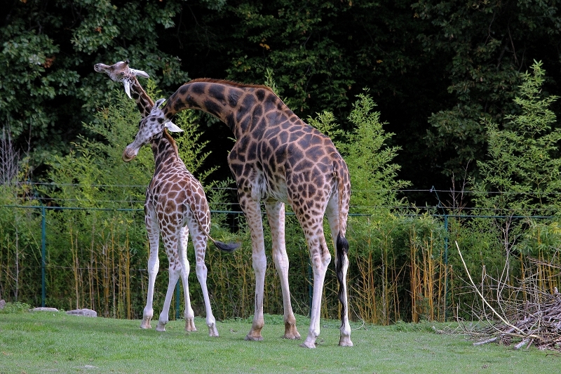 Rothschild Giraffe Opel Zoo Kronberg 2014