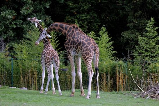 Rothschild Giraffe Opel Zoo Kronberg 2014