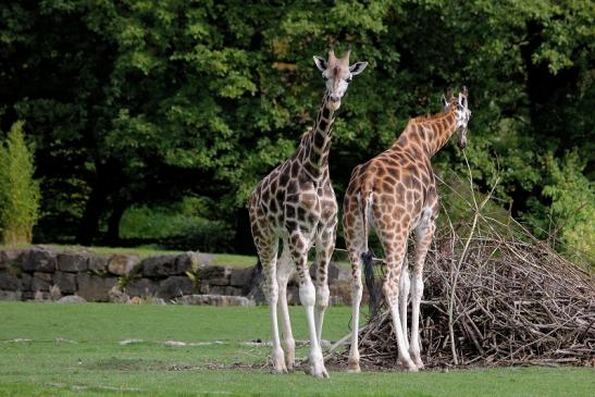 Rothschild Giraffe Opel Zoo Kronberg 2014