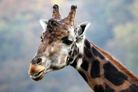 Rothschild Giraffe Opel Zoo Kronberg 2014