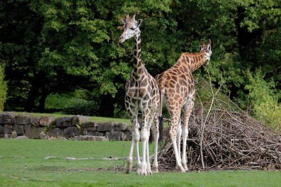 Rothschild Giraffe Opel Zoo Kronberg 2014