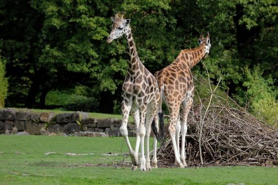 Rothschild Giraffe Opel Zoo Kronberg 2014