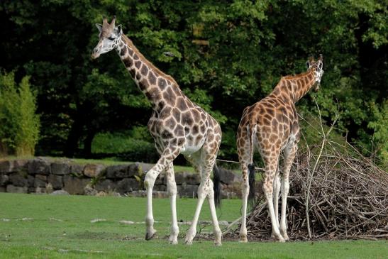 Rothschild Giraffe Opel Zoo Kronberg 2014
