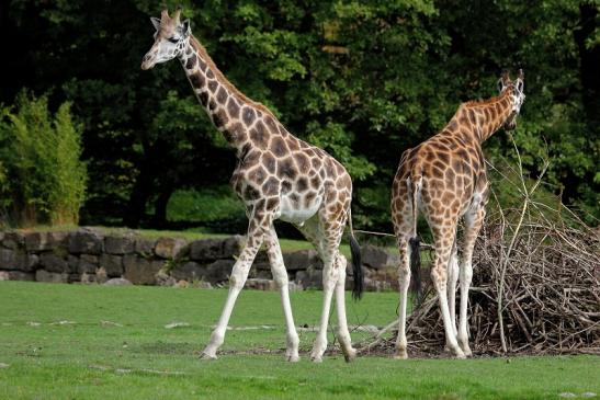 Rothschild Giraffe Opel Zoo Kronberg 2014