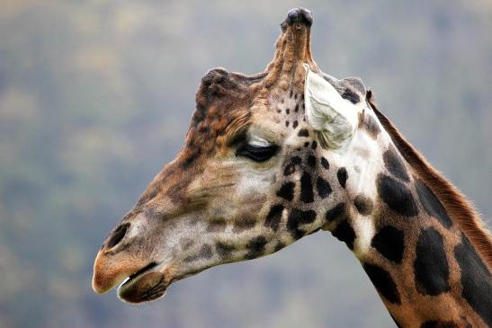 Rothschild Giraffe Opel Zoo Kronberg 2014