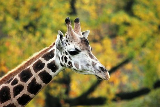 Rothschild Giraffe Opel Zoo Kronberg 2014