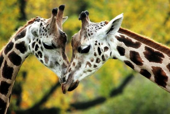 Rothschild Giraffe Opel Zoo Kronberg 2014