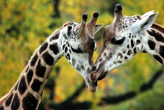 Rothschild Giraffe Opel Zoo Kronberg 2014