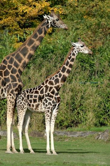 Rothschild Giraffe Opel Zoo Kronberg 2017 