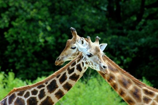 Rothschild Giraffe Opel Zoo Kronberg 2017 