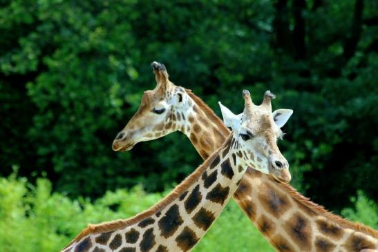 Rothschild Giraffe Opel Zoo Kronberg 2017 