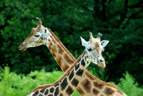 Rothschild Giraffe Opel Zoo Kronberg 2017 