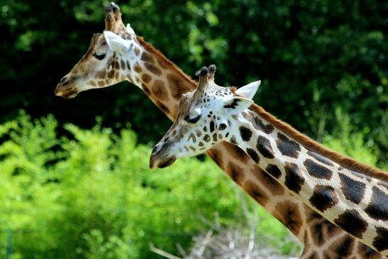 Rothschild Giraffe Opel Zoo Kronberg 2017 