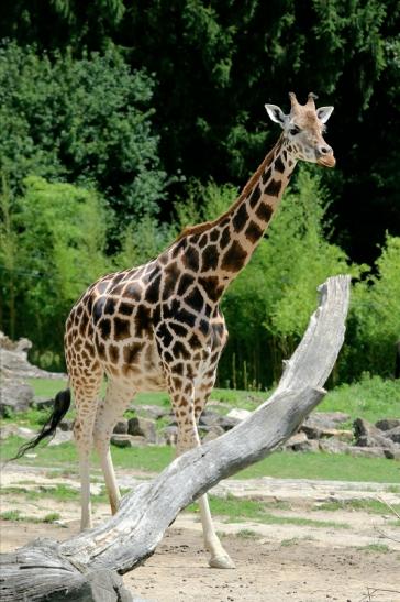 Rothschild Giraffe Opel Zoo Kronberg 2017 