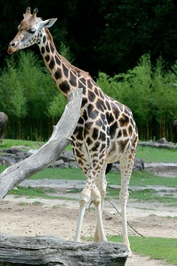 Rothschild Giraffe Opel Zoo Kronberg 2017 