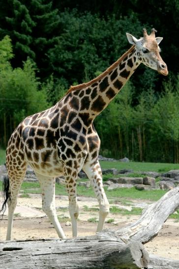 Rothschild Giraffe Opel Zoo Kronberg 2017 