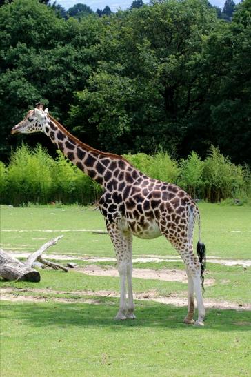 Rothschild Giraffe Opel Zoo Kronberg 2017 