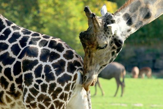 Rothschild Giraffe Opel Zoo Kronberg 2017 