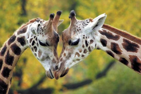 Foto des Monats Januar 2024 Rothschildgiraffe Paar Opel Zoo Kronberg