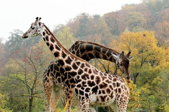 Foto des Monats Oktober 2023 Rothschild-Giraffenpaar Opel Zoo Kronberg