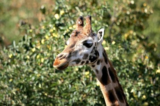 Rothschild Giraffe Opel Zoo Kronberg 2012