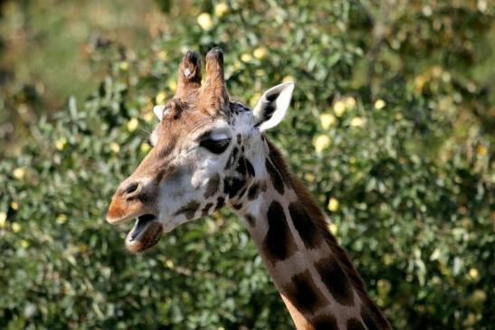 Rothschild Giraffe Opel Zoo Kronberg 2012