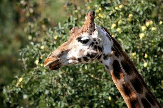 Rothschild Giraffe Opel Zoo Kronberg 2012