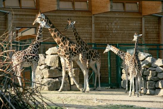 Rothschild Giraffe Opel Zoo Kronberg 2012