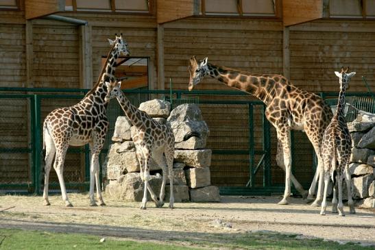 Rothschild Giraffe Opel Zoo Kronberg 2012