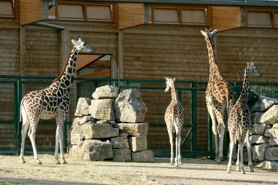 Rothschild Giraffe Opel Zoo Kronberg 2012