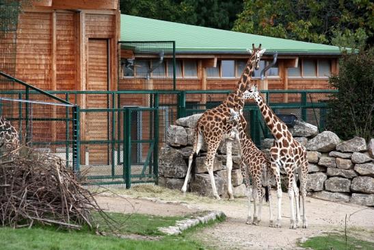 Rothschild Giraffe Opel Zoo Kronberg 2012