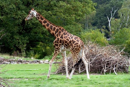 Rothschild Giraffe Opel Zoo Kronberg 2012