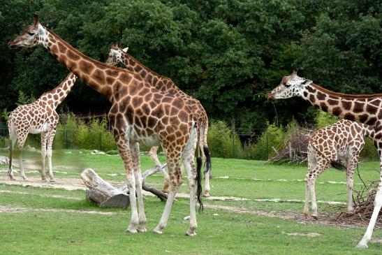 Rothschild Giraffe Opel Zoo Kronberg 2012