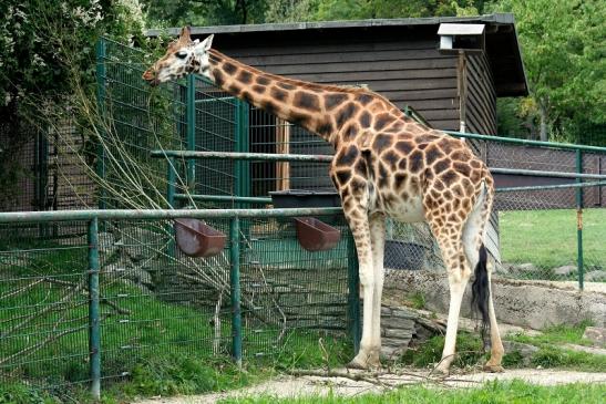 Rothschild Giraffe Opel Zoo Kronberg 2012