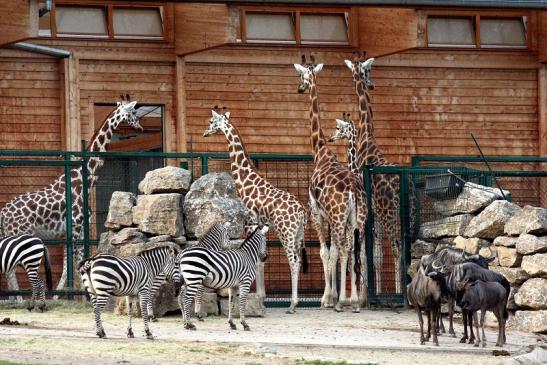 Rothschild Giraffe Opel Zoo Kronberg 2012