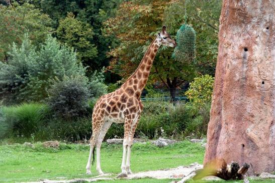 Rothschild Giraffe Opel Zoo Kronberg 2012