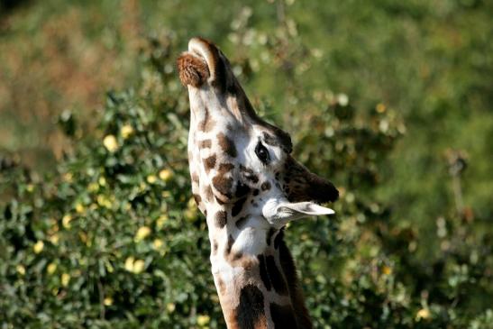 Rothschild Giraffe Opel Zoo Kronberg 2012