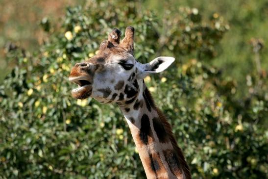 Rothschild Giraffe Opel Zoo Kronberg 2012