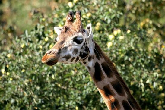 Rothschild Giraffe Opel Zoo Kronberg 2012