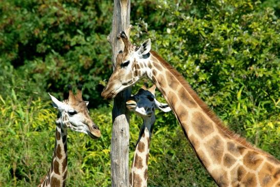 Rothschild Giraffe Opel Zoo Kronberg 2015