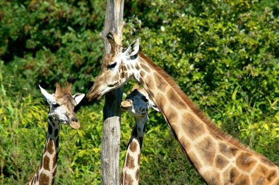 Rothschild Giraffe Opel Zoo Kronberg 2015