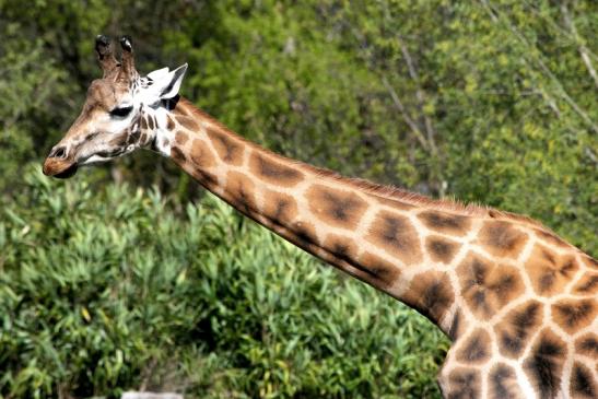 Rothschild Giraffe Opel Zoo Kronberg 2015