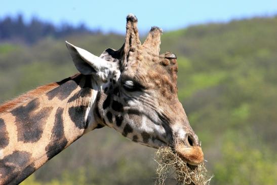 Rothschild Giraffe Opel Zoo Kronberg 2015