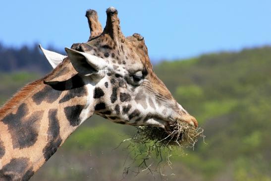 Rothschild Giraffe Opel Zoo Kronberg 2015