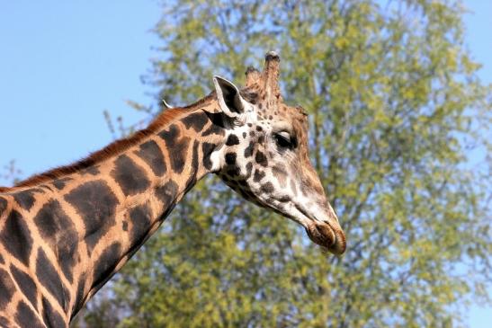 Rothschild Giraffe Opel Zoo Kronberg 2015